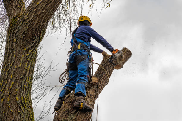 Best Local Tree Services  in Orofino, ID